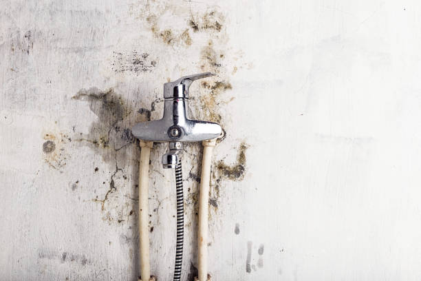 Brentwood, PA Mold Removal Company