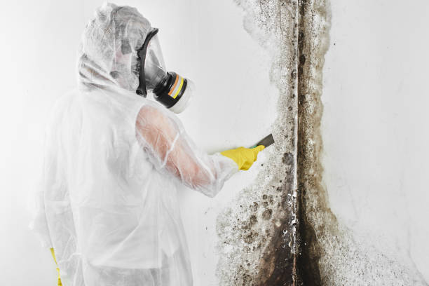 Best Residential Mold Removal  in Brentwood, PA