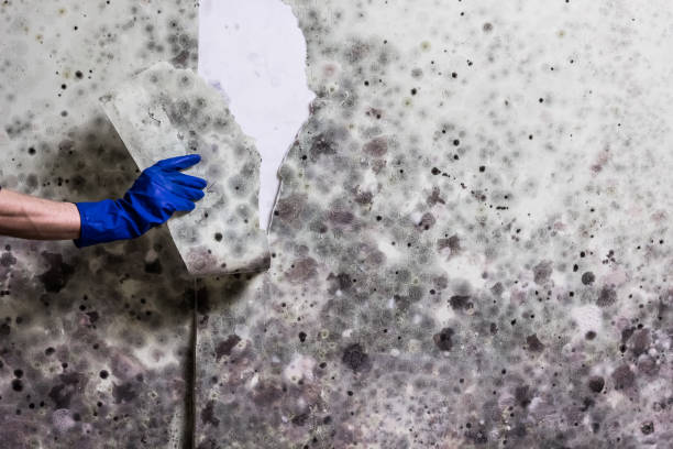 Office Mold Removal Services in Brentwood, PA